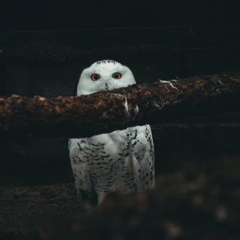 Zdjęcie: Chronotyp nocnej sowy: jak pracować z biologią, nie przeciw niej