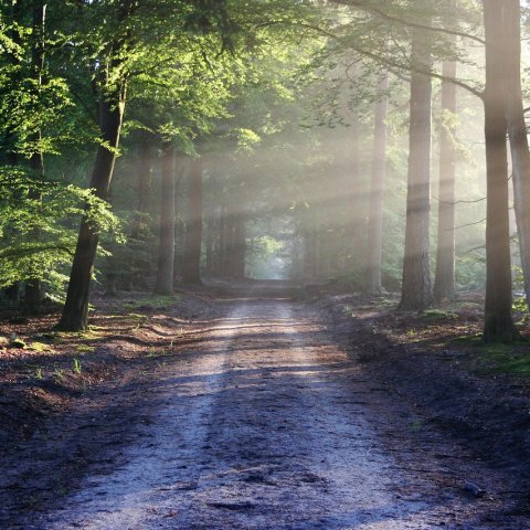 Zdjęcie: 5 tras trail runningowych w Polsce dla początkujących biegaczy