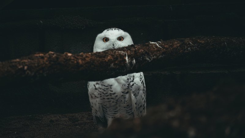 Zdjęcie: Chronotyp nocnej sowy: jak pracować z biologią, nie przeciw niej