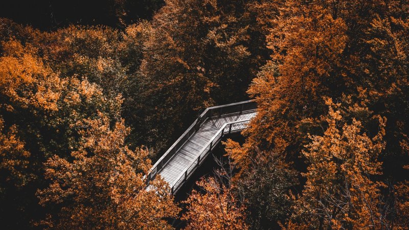 Zdjęcie: Fotografia przyrodnicza jako forma mindfulness: dlaczego aparat wymusza obecność i uważność